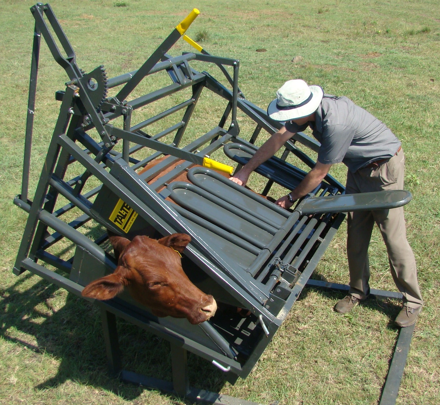 Calf and Tollie tilt
